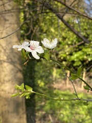 Prunus