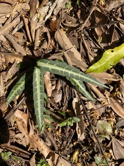 Gardneria multiflora