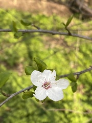 Prunus