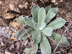 Pseudognaphalium adnatum