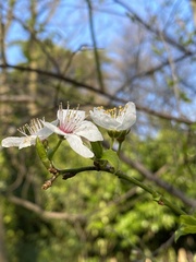 Prunus