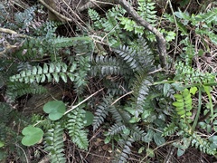 Adiantum latifolium