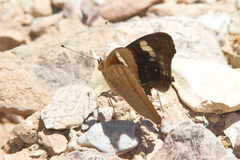 Junonia nigrosuffusa