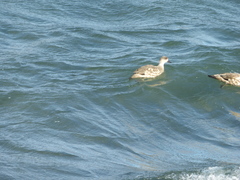 Lophonetta specularioides specularioides