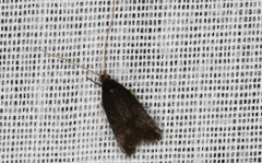 Lecithocera terrigena