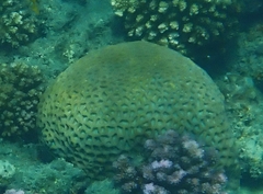Goniastrea thecata