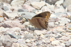 Junonia nigrosuffusa