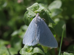 Lithostege palaestinensis