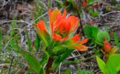 Castilleja litoralis