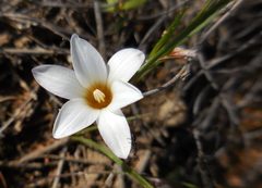 Romulea toximontana