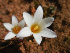 Romulea toximontana