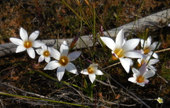 Romulea toximontana