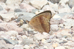 Junonia nigrosuffusa