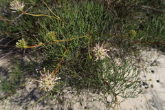 Serruria lacunosa