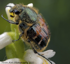 Trichiotinus affinis