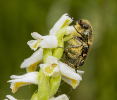 Trichiotinus affinis