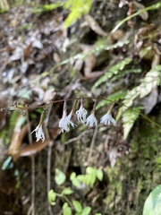 Ainsliaea macroclinidioides