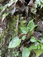 Ainsliaea macroclinidioides