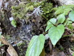 Ainsliaea macroclinidioides