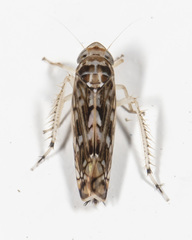 Scaphoideus