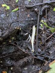 Clavaria acuta