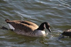 Branta canadensis