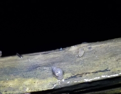 Pseudosuccinea columella