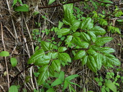 Ligusticum verticillatum