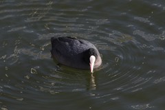 Fulica atra