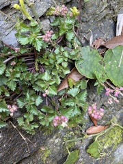 Nanocnide japonica
