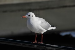 Chroicocephalus ridibundus