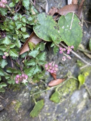 Nanocnide japonica