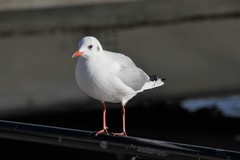 Chroicocephalus ridibundus