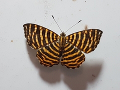 Hyphilaria thasus