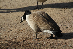 Branta canadensis