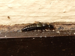 Thyreocephalus
