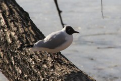 Chroicocephalus ridibundus