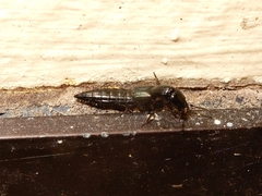 Thyreocephalus