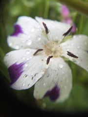 Nemophila maculata