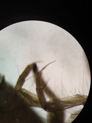 Polycentropus