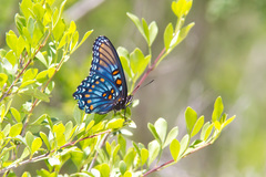 Limenitis arthemis arizonensis