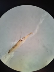 Polycentropus
