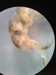 Polycentropus