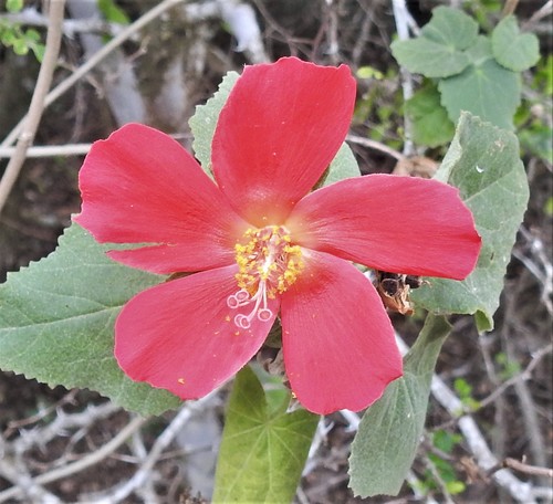 Heart Leaf Hibiscus