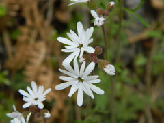 Lithophragma parviflorum
