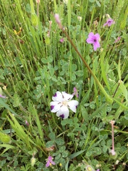 Nemophila maculata