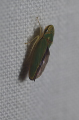 Graphogonalia evagorata