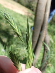 Bromus catharticus