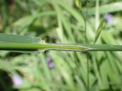 Bromus catharticus