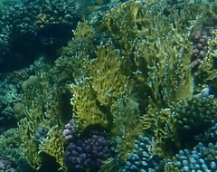 Millepora dichotoma